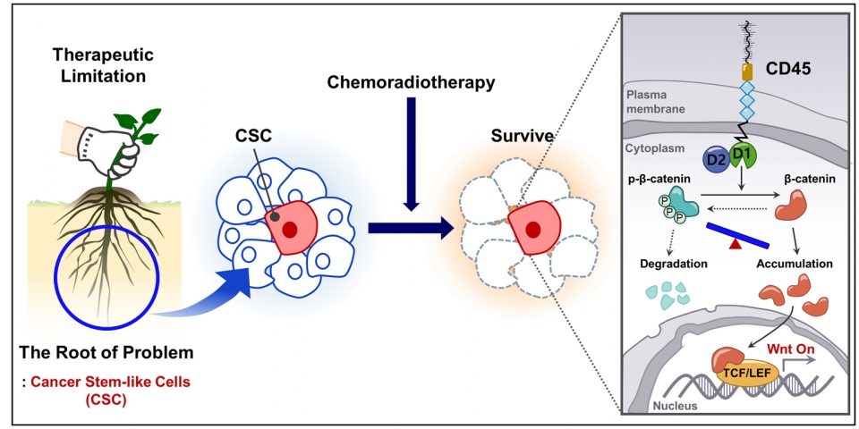 CD45 발현 암세포의 항암치료 저항성 기전 [사진=지스트]