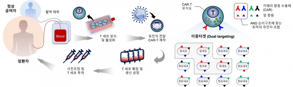 CAR-T 세포치료제의 제작 및 투여 과정과 CAR를 이용한 암세포 특이적 이중타겟 모식도.