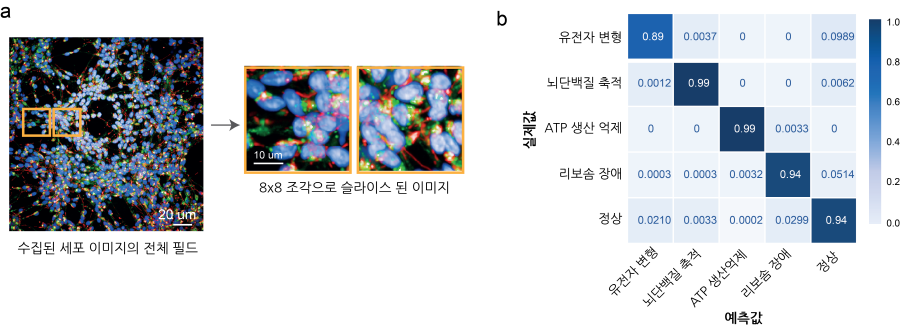 a. 고속-대용량 이미징 시스템을 통해 촬영된 환자 역분화 만능 줄기세포 유도 신경 세포의 예 (핵: 파란색, 미토콘드리아: 빨간색, 리보좀: 초록색). 전체 사진을 8 X 8 로 슬라이스 한 후 각각의 조각 이미지. b. 예측 결과를 보여주는 오차 행렬 (Confusion Matrix). [출처=KAIST]