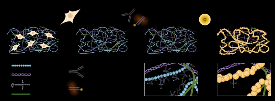세포외 기질에 항체 유도 생체 형틀법을 적용하여 피브로넥틴 구조체를 모방한 금속 구조체 합성 방법. [그림=KAIST]