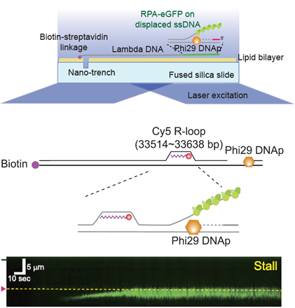 DNA 커튼을 이용한 DNA 복제와 알룹 충돌 이미징