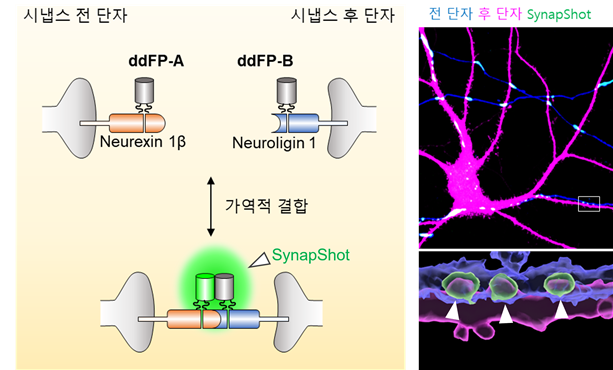 시냅스 관찰 기술 SynapShot의 모식도와 신경세포에서 관찰된 시냅스의 현미경 사진. [사진=KAIST]