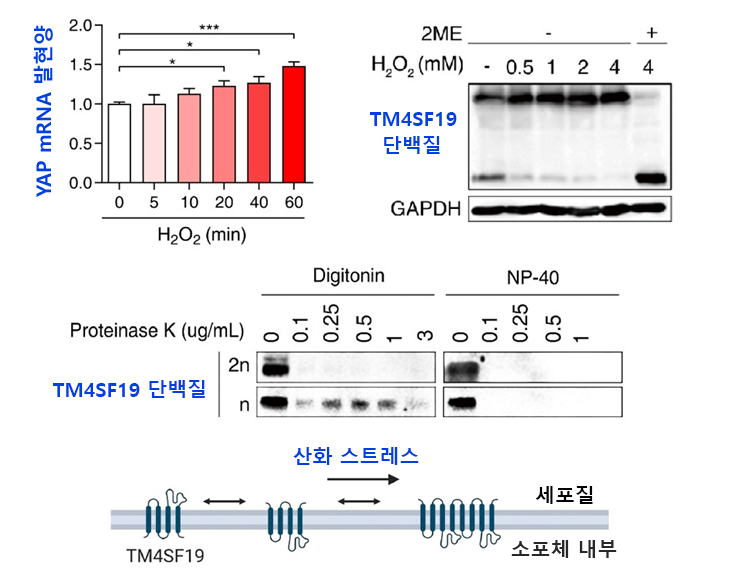 구강암 세포에서 산화스트레스로 인한 YAP 발현 증가와 TM4SF19 단백질의 이합체 형성.