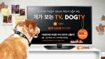 티브로드, HD DOG TV 런칭 이벤트