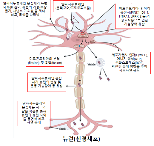 그림_알파시누클레인 응집체에 의한 뉴런에서의 미토콘드리아 기능장애 및 세포사멸 모식도. [사진=KBSI]