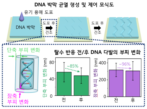 DNA 박막 위 균열 형성 및 제어 메커니즘 모식도.